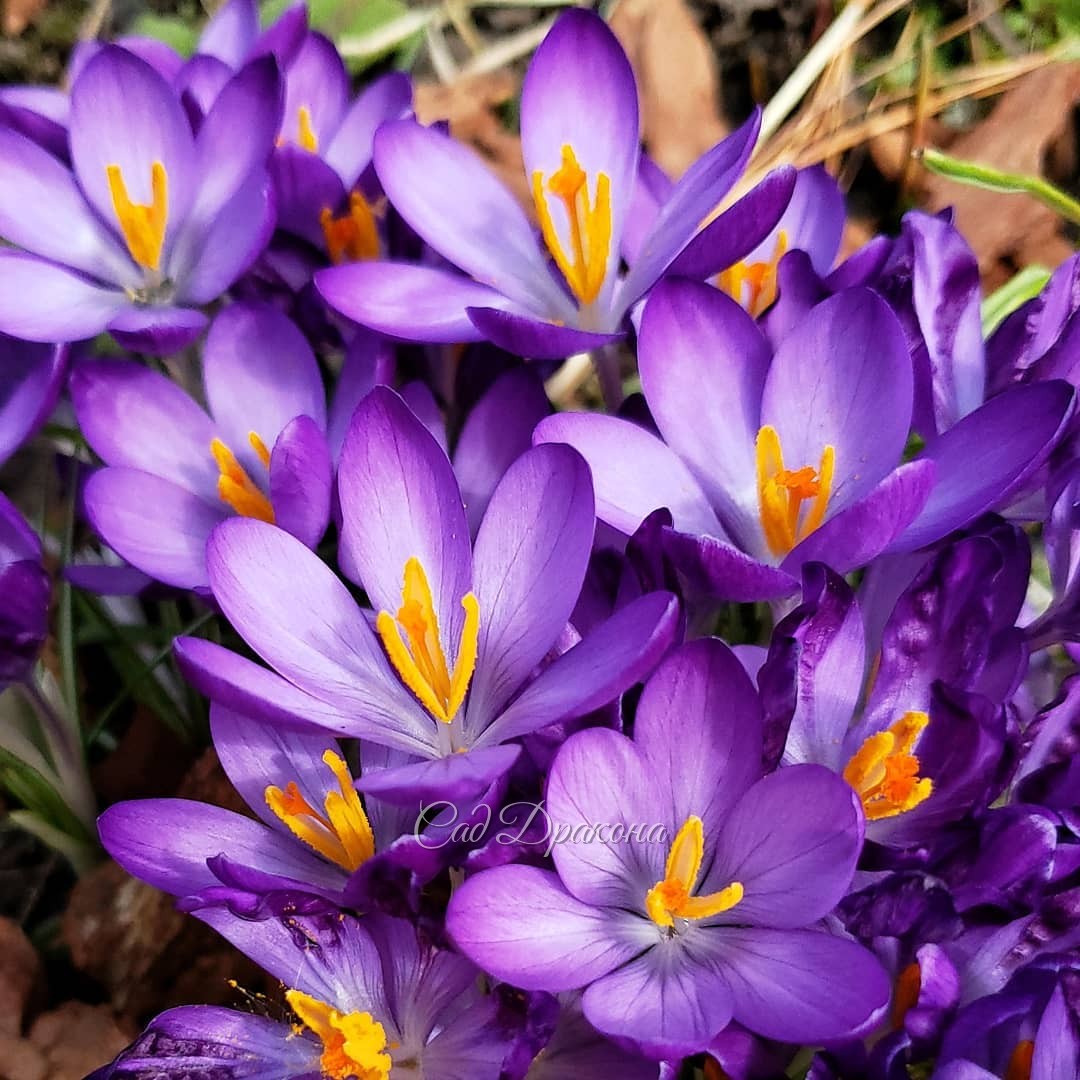 "Снежные" (самые ранние) крокусы. Три первые из них - ботанические (crocus chrysanthus), 🌿 последний - уже знакомый вам крокус Томазини.