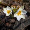"Снежные" (самые ранние) крокусы. Три первые из них - ботанические (crocus chrysanthus), 🌿 последний - уже знакомый вам крокус Томазини.