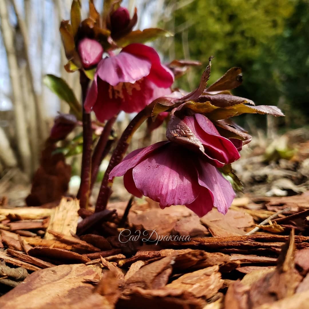 Морозники 🌸🌸🌸 Сегодняшние снежные фото на память - в конце карусели :) 🌨️