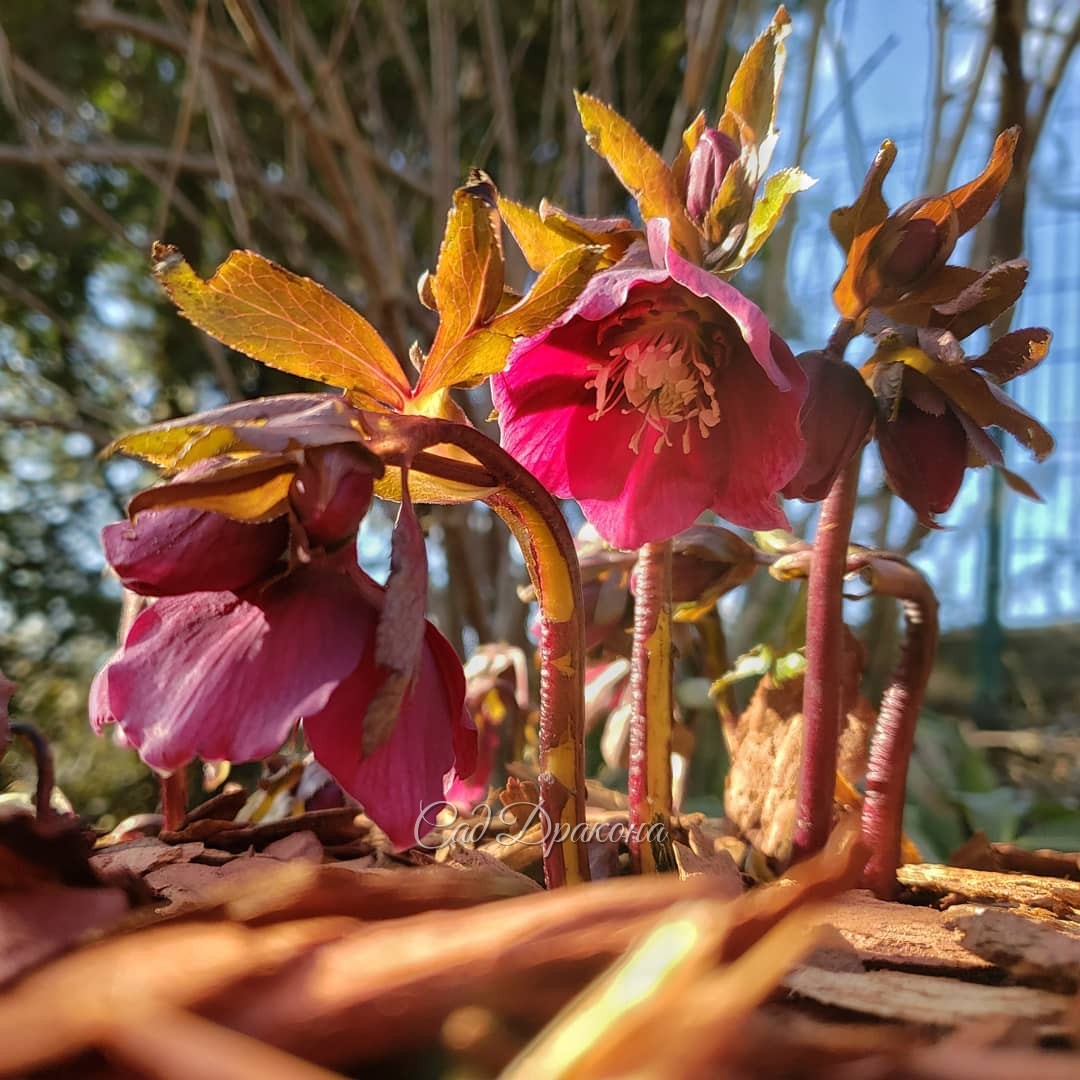 Морозники 🌸🌸🌸 Сегодняшние снежные фото на память - в конце карусели :) 🌨️