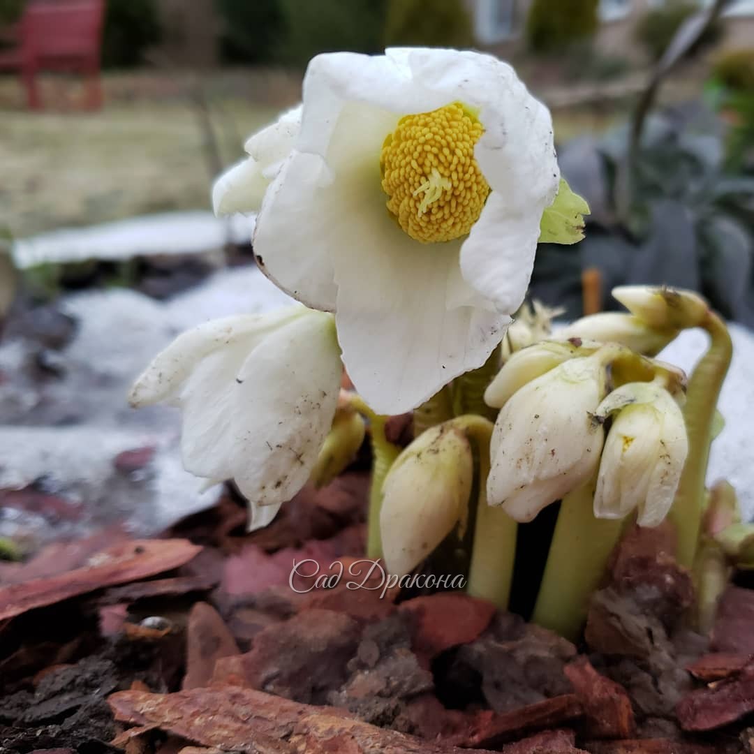 Морозники 🌸🌸🌸 Сегодняшние снежные фото на память - в конце карусели :) 🌨️