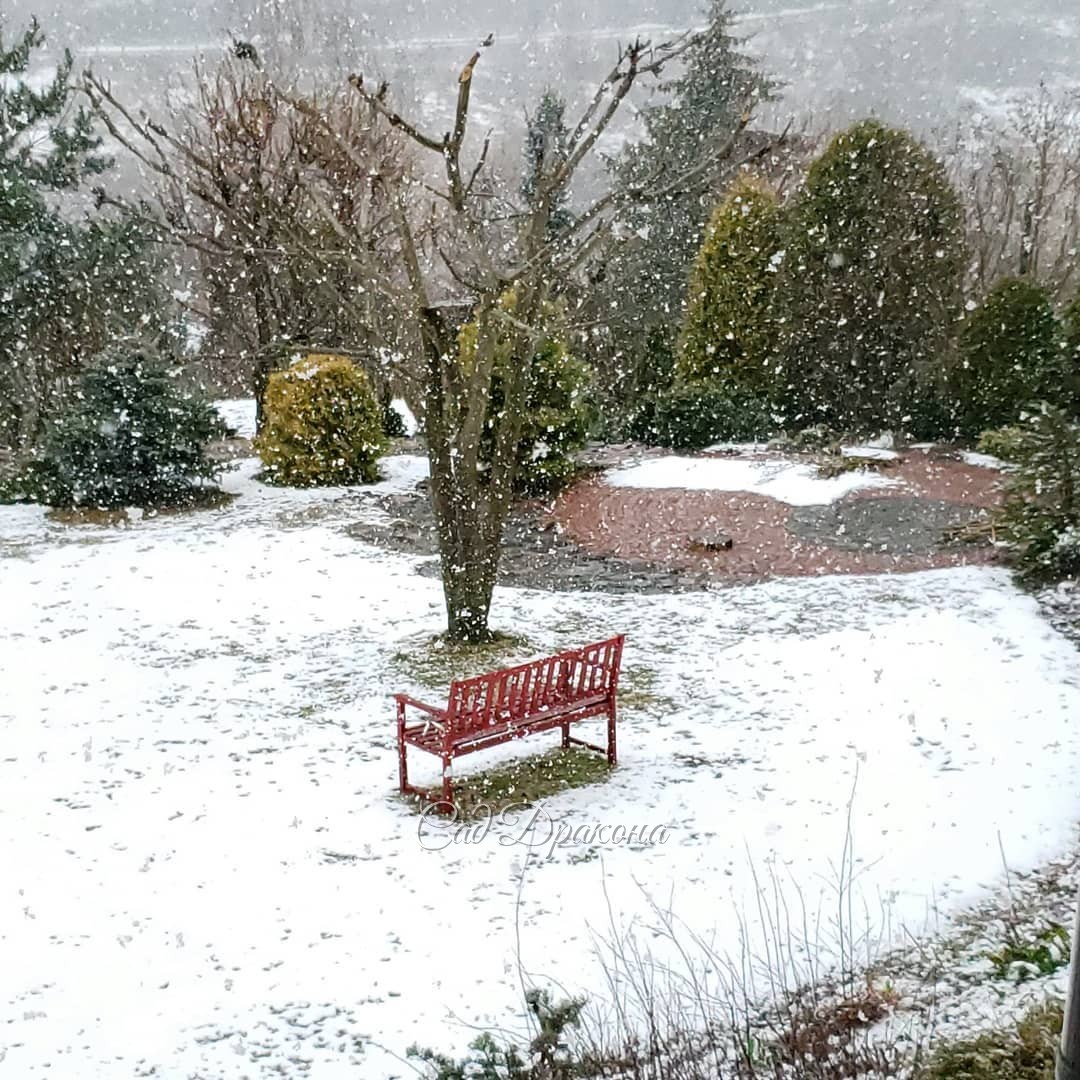 Морозники 🌸🌸🌸 Сегодняшние снежные фото на память - в конце карусели :) 🌨️