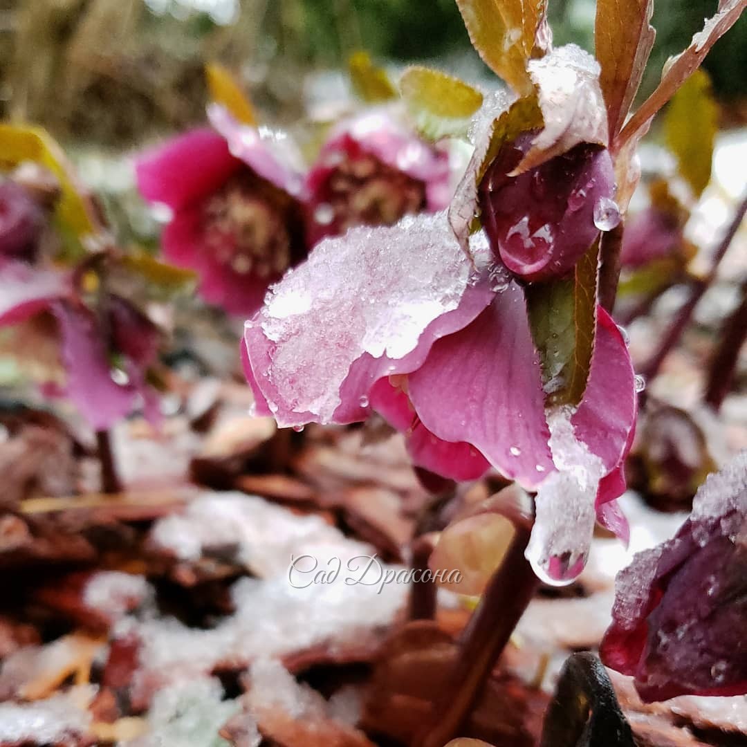 Морозники 🌸🌸🌸 Сегодняшние снежные фото на память - в конце карусели :) 🌨️