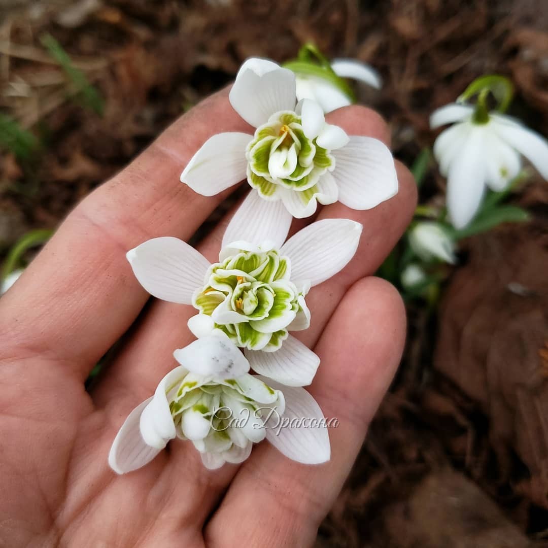 Подснежники подрастают ☘️