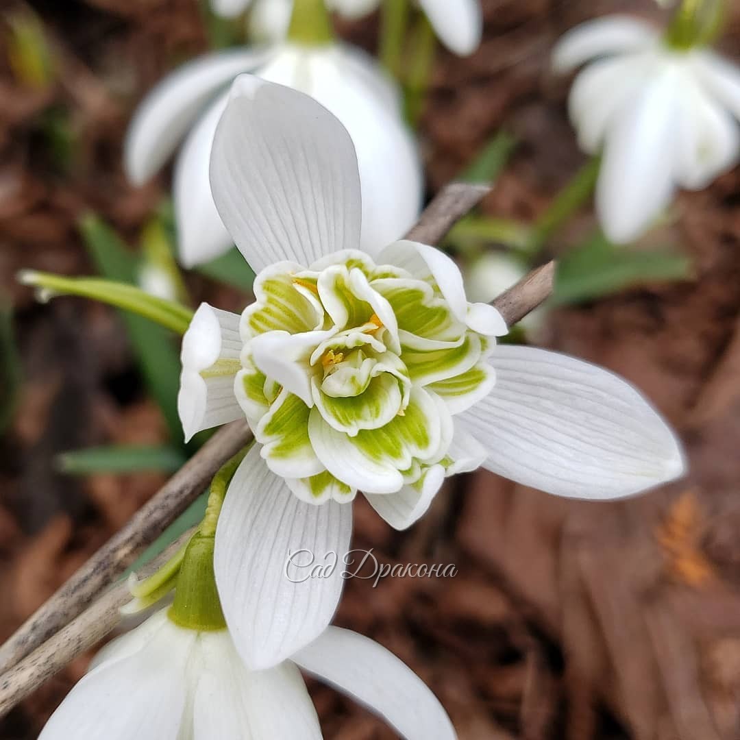 Подснежники подрастают ☘️