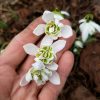Подснежники подрастают ☘️