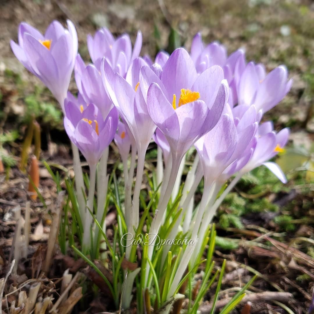 В прохладных тонах 💙💜💙