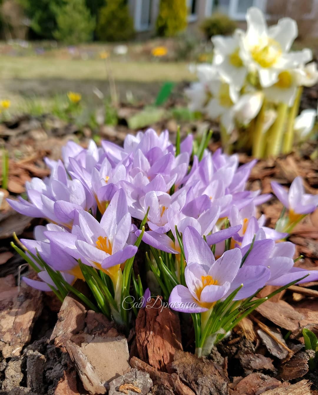 Цветовые пятна в саду 💛💜💙💚🧡 Сегодня почти лето ☀️☀️☀️
