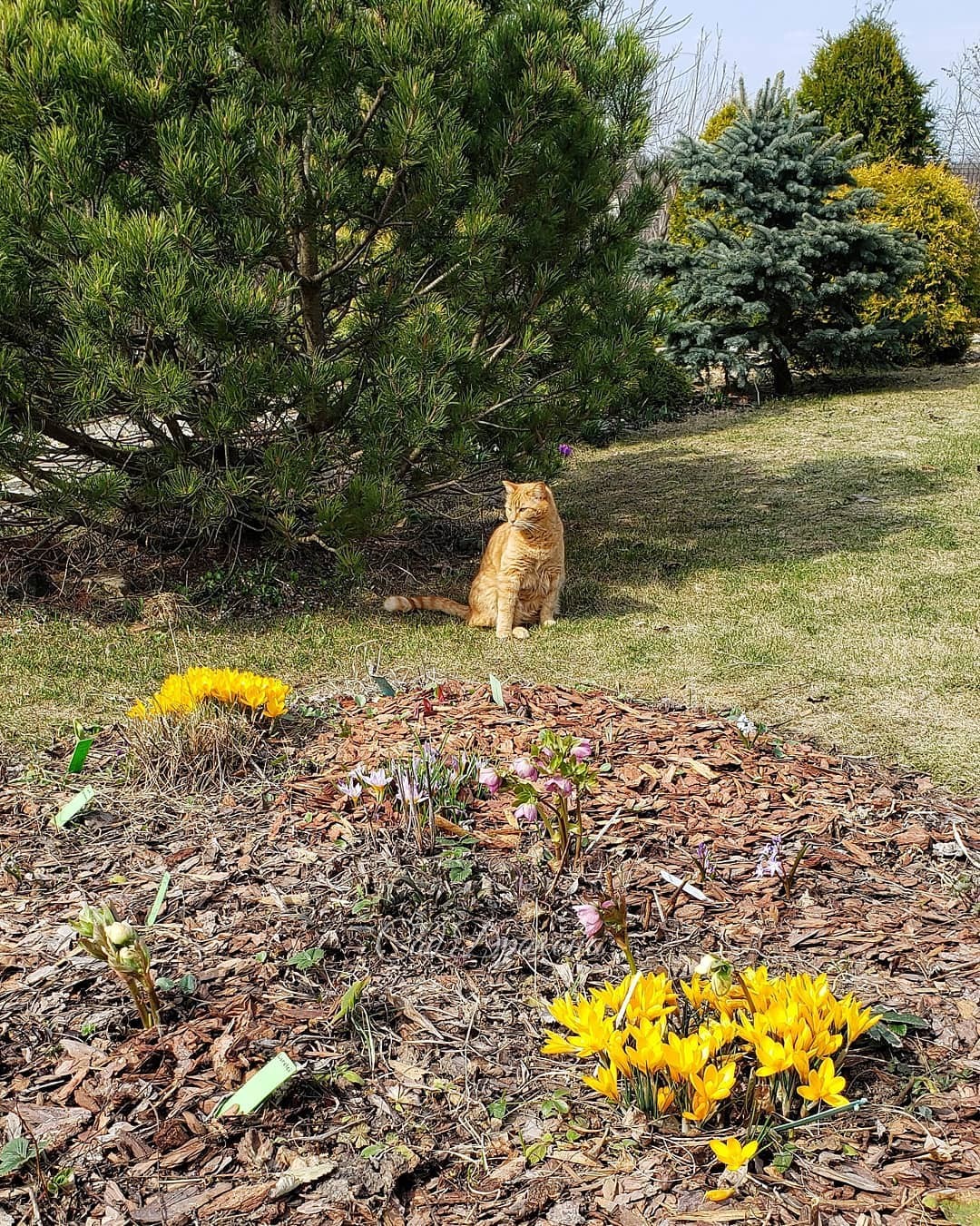 В солнечных тонах 💛🧡☀️🐈🌼