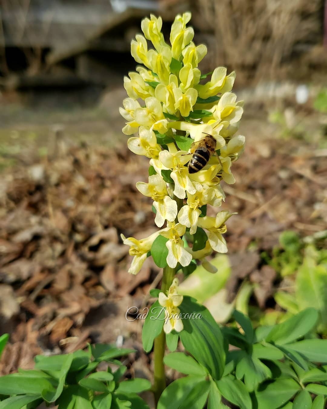 В солнечных тонах 💛🧡☀️🐈🌼