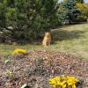 В солнечных тонах 💛🧡☀️🐈🌼