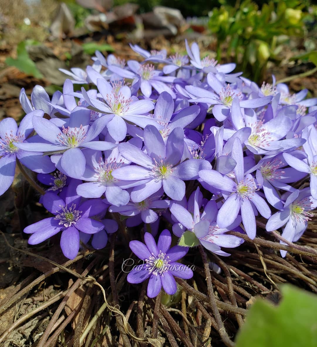 В голубых тонах 💙🦋💙