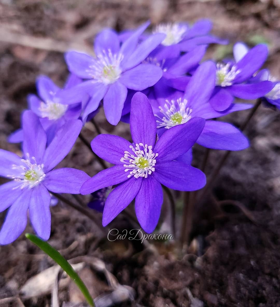 В голубых тонах 💙🦋💙