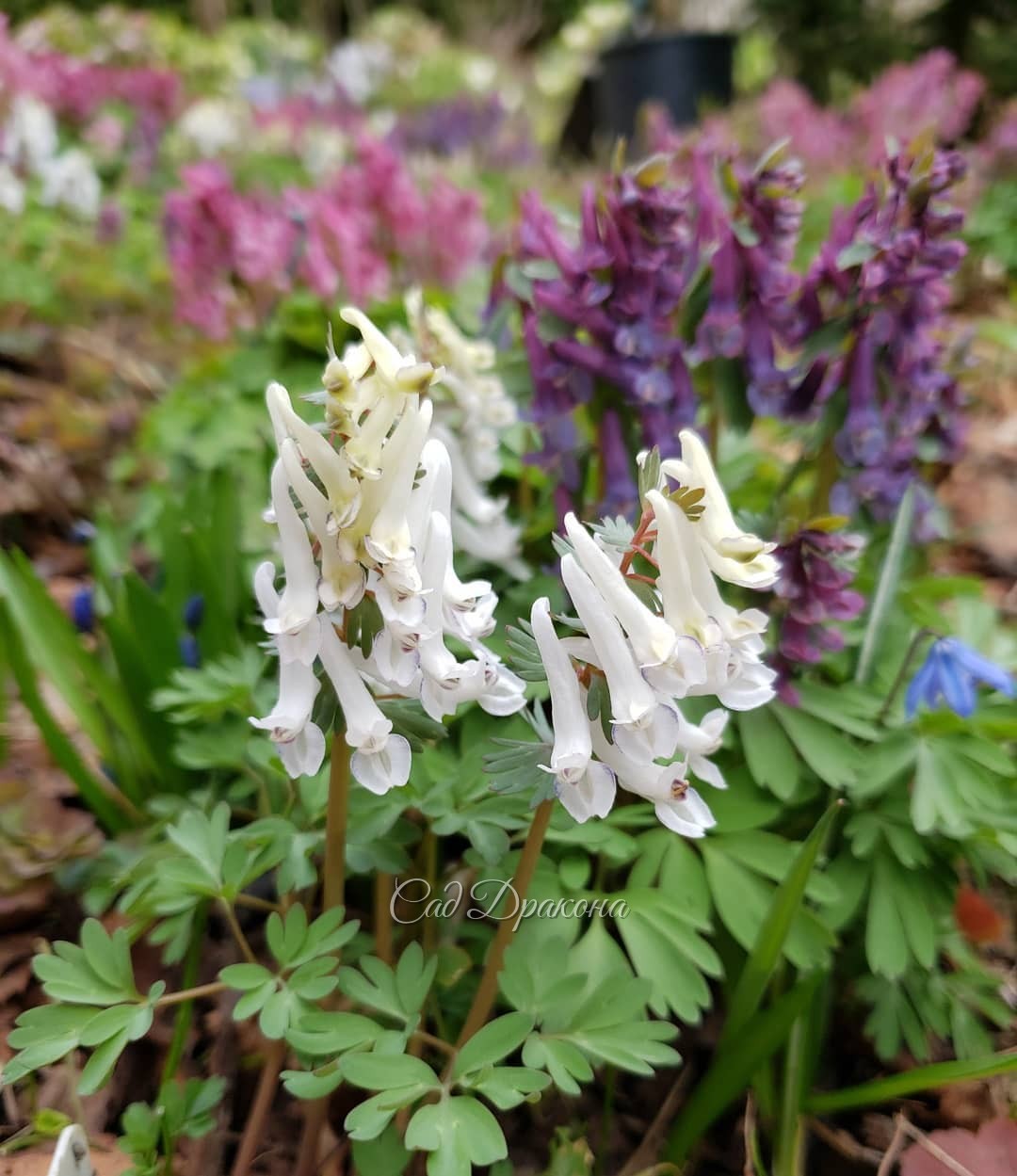 "Зона Весны" пестрит хохлатками 🌸☘️🌸 Яркая нежность... 🥰