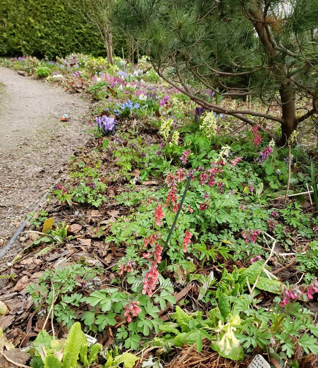"Зона Весны" пестрит хохлатками 🌸☘️🌸 Яркая нежность... 🥰