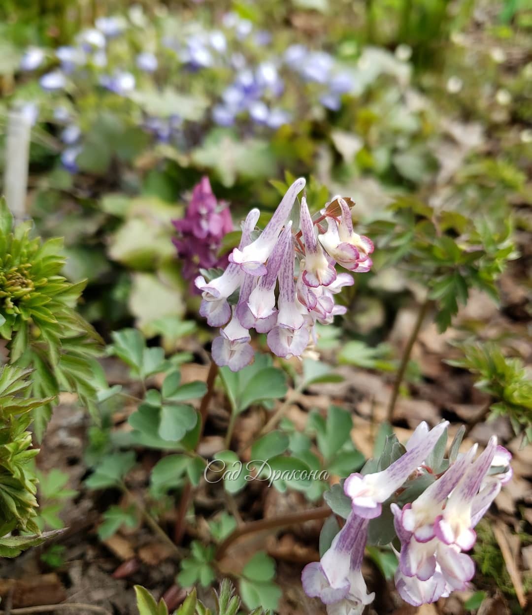 "Зона Весны" пестрит хохлатками 🌸☘️🌸 Яркая нежность... 🥰