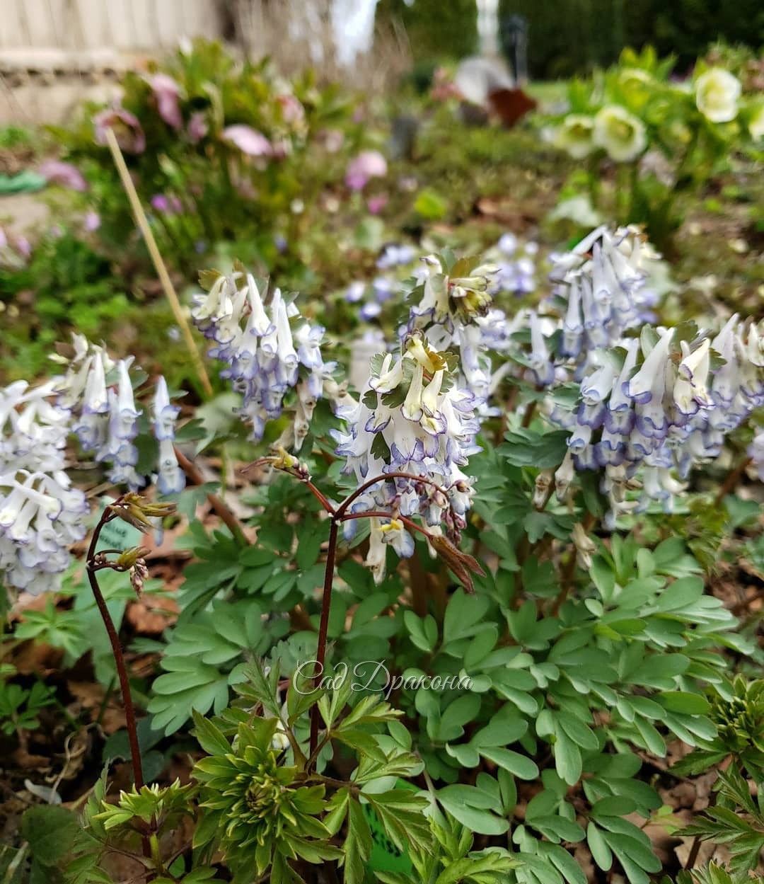 "Зона Весны" пестрит хохлатками 🌸☘️🌸 Яркая нежность... 🥰