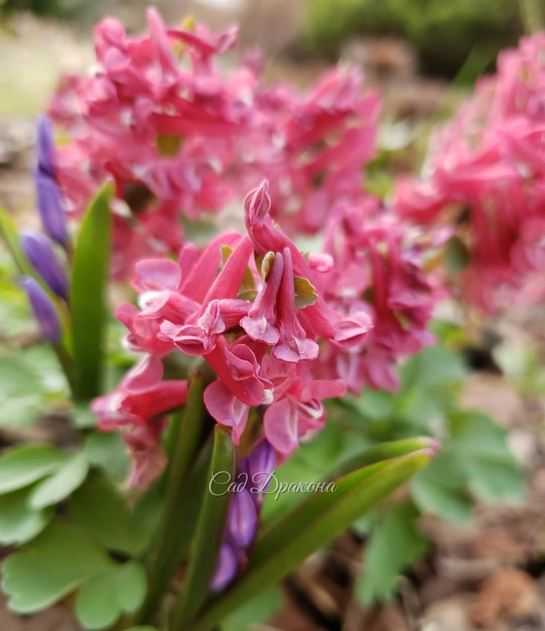 "Зона Весны" пестрит хохлатками 🌸☘️🌸 Яркая нежность... 🥰