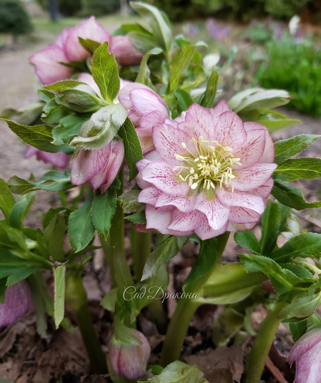 Как "взрослеют" цветки морозника 🌸 Это один и тот же куст)