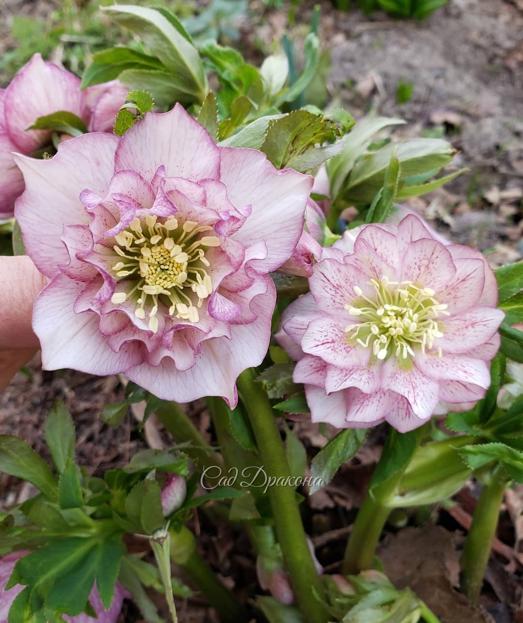 Как "взрослеют" цветки морозника 🌸 Это один и тот же куст)
