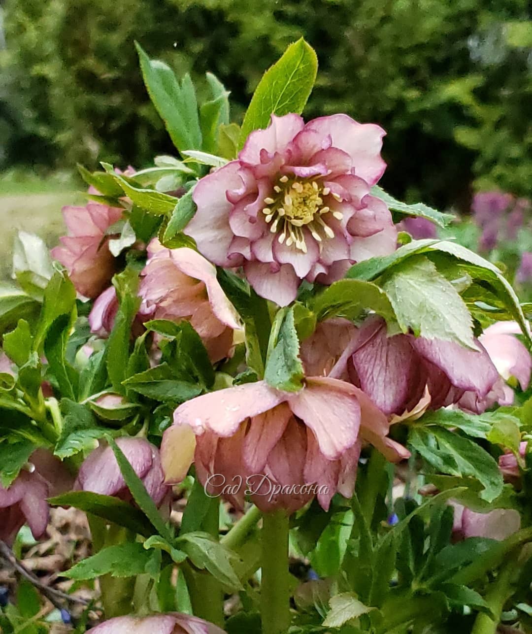 Как "взрослеют" цветки морозника 🌸 Это один и тот же куст)