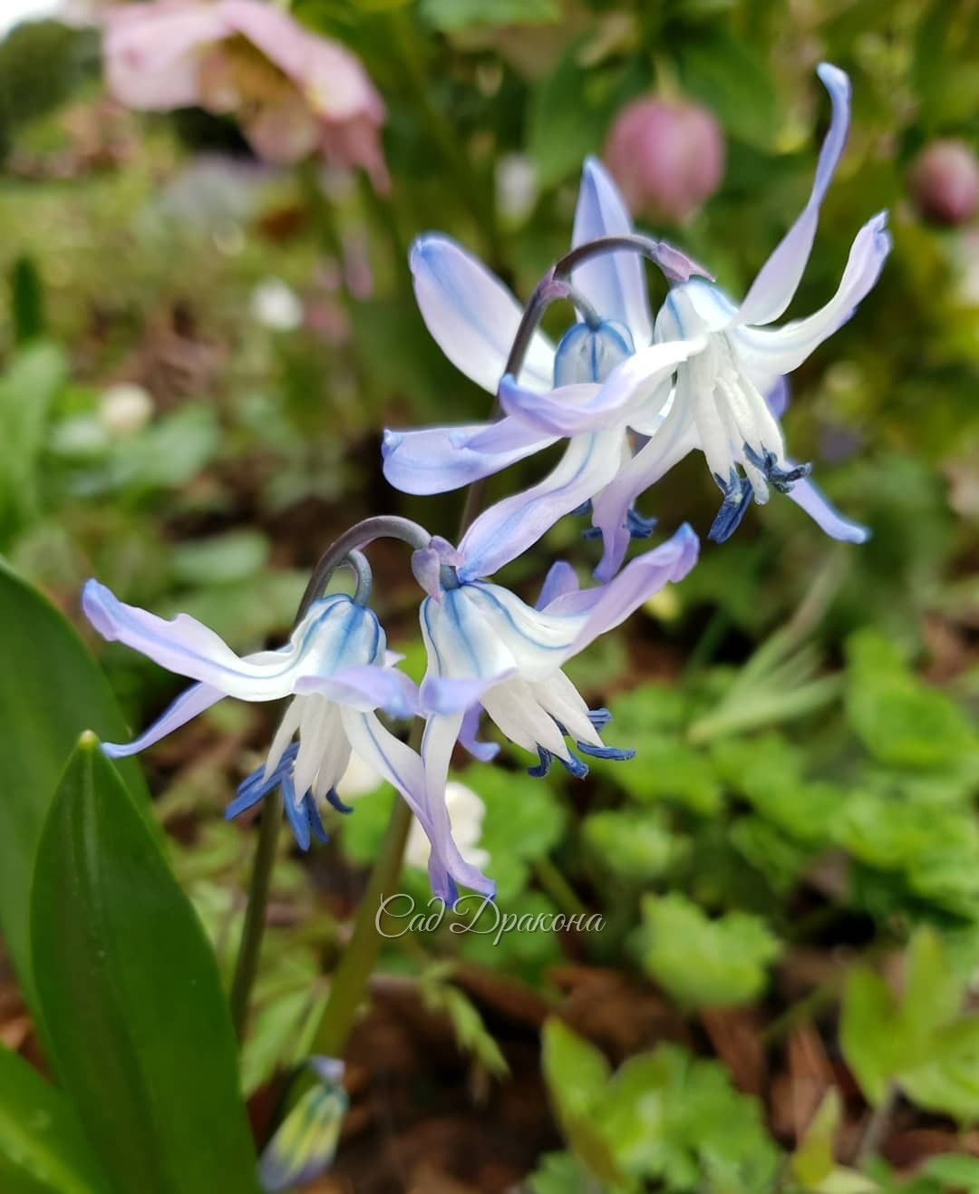 В честь Вербного воскресенья - небесная нежность 💙🌿💙🌿💙