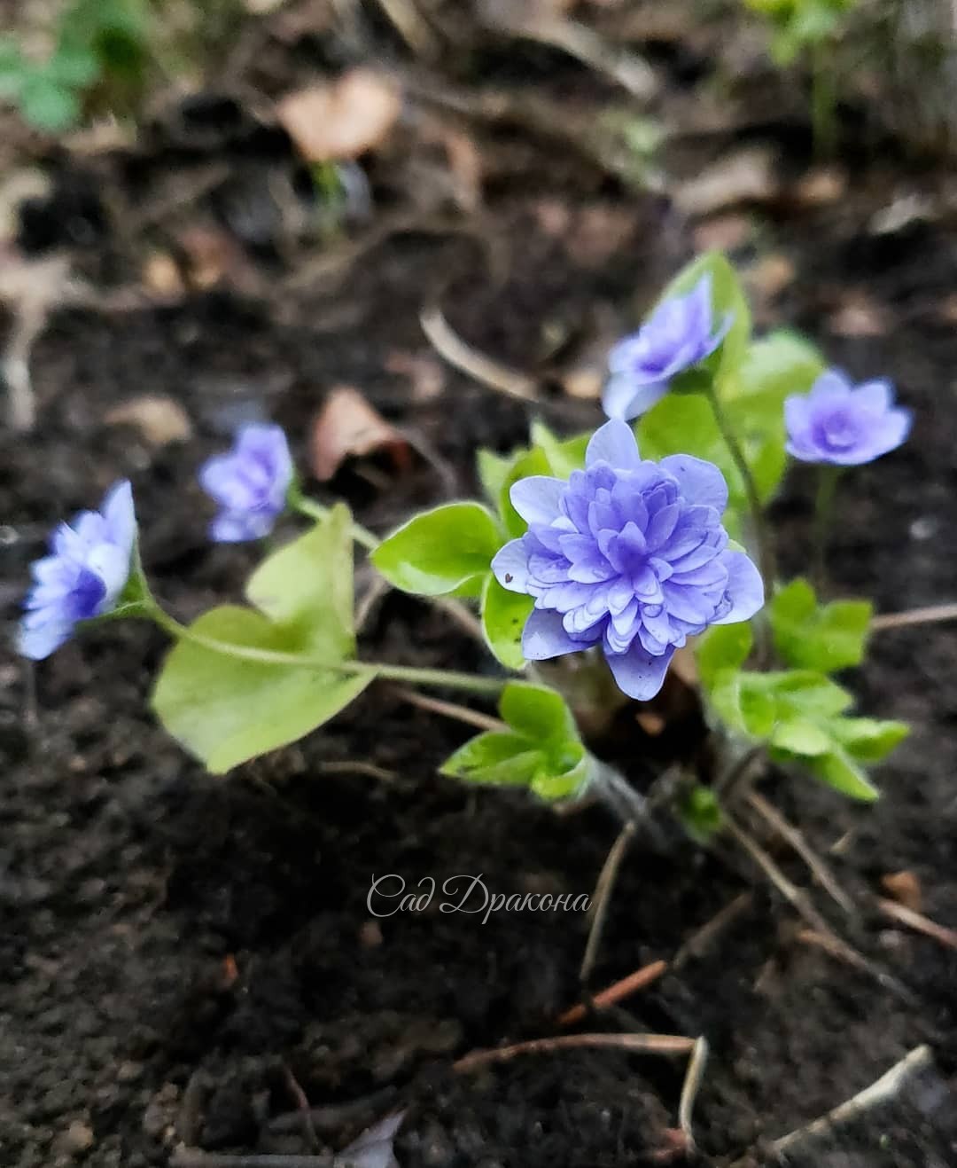В честь Вербного воскресенья - небесная нежность 💙🌿💙🌿💙