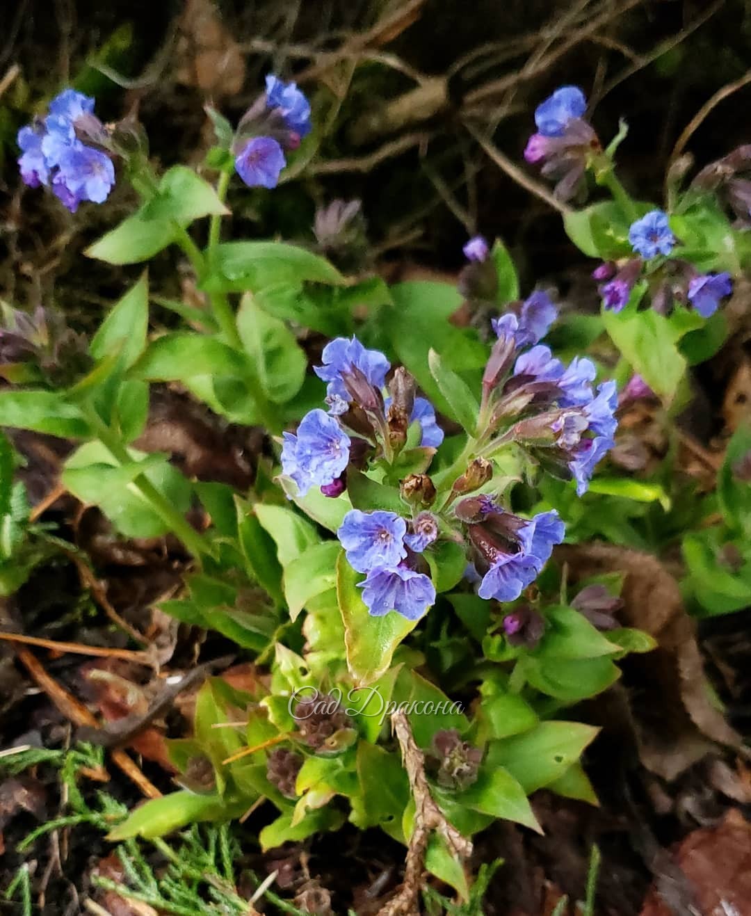 В честь Вербного воскресенья - небесная нежность 💙🌿💙🌿💙