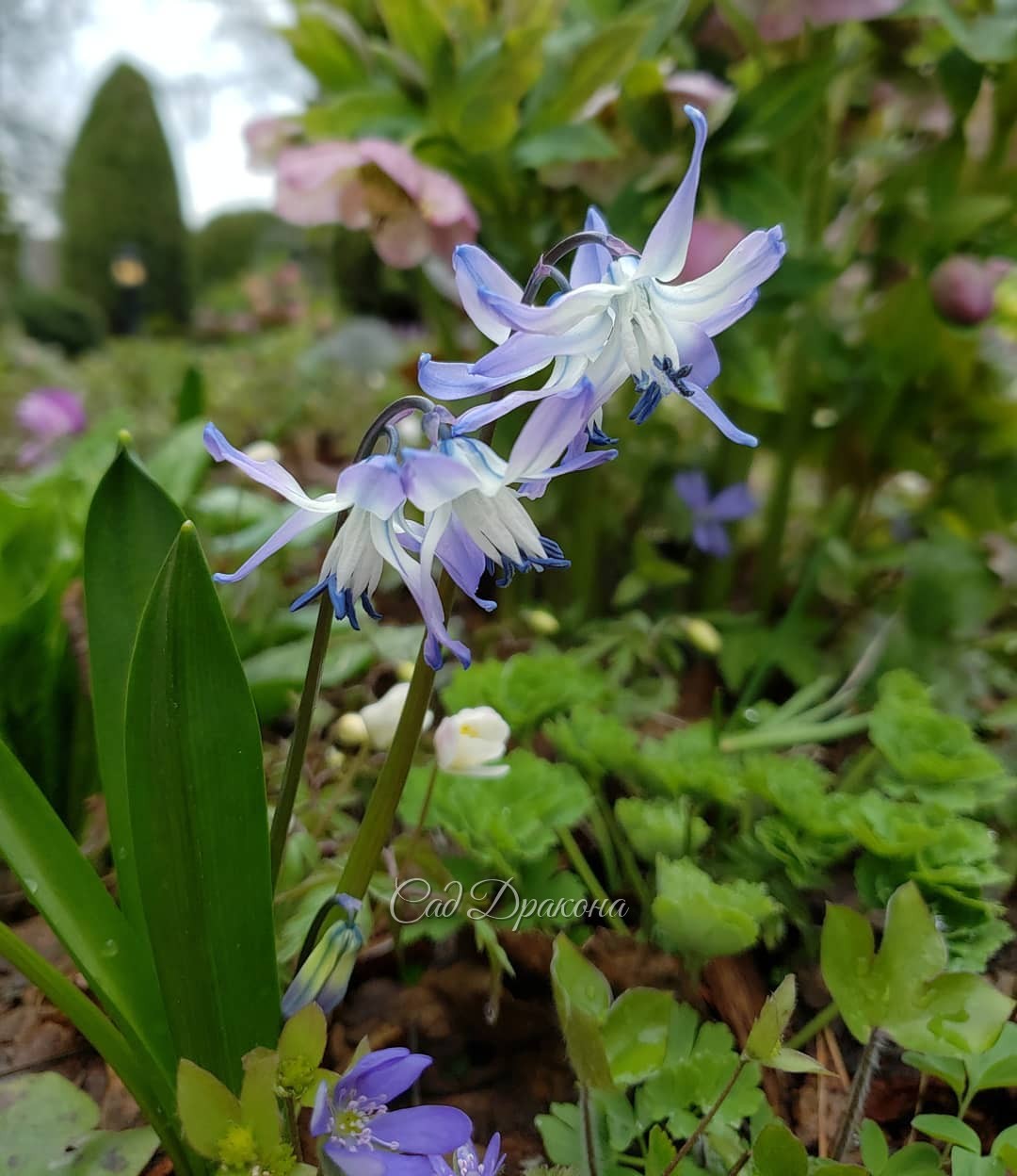 В честь Вербного воскресенья - небесная нежность 💙🌿💙🌿💙