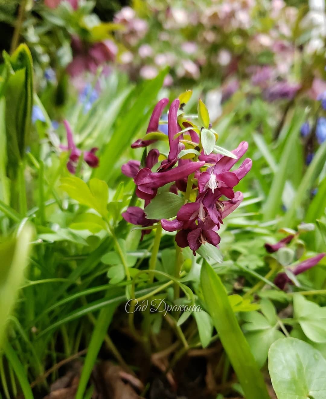 Хохлатки 🌸 🌸🌸 Их цветочки как будто танцуют 💃💃💃 Особенно на фото 3 похоже...)