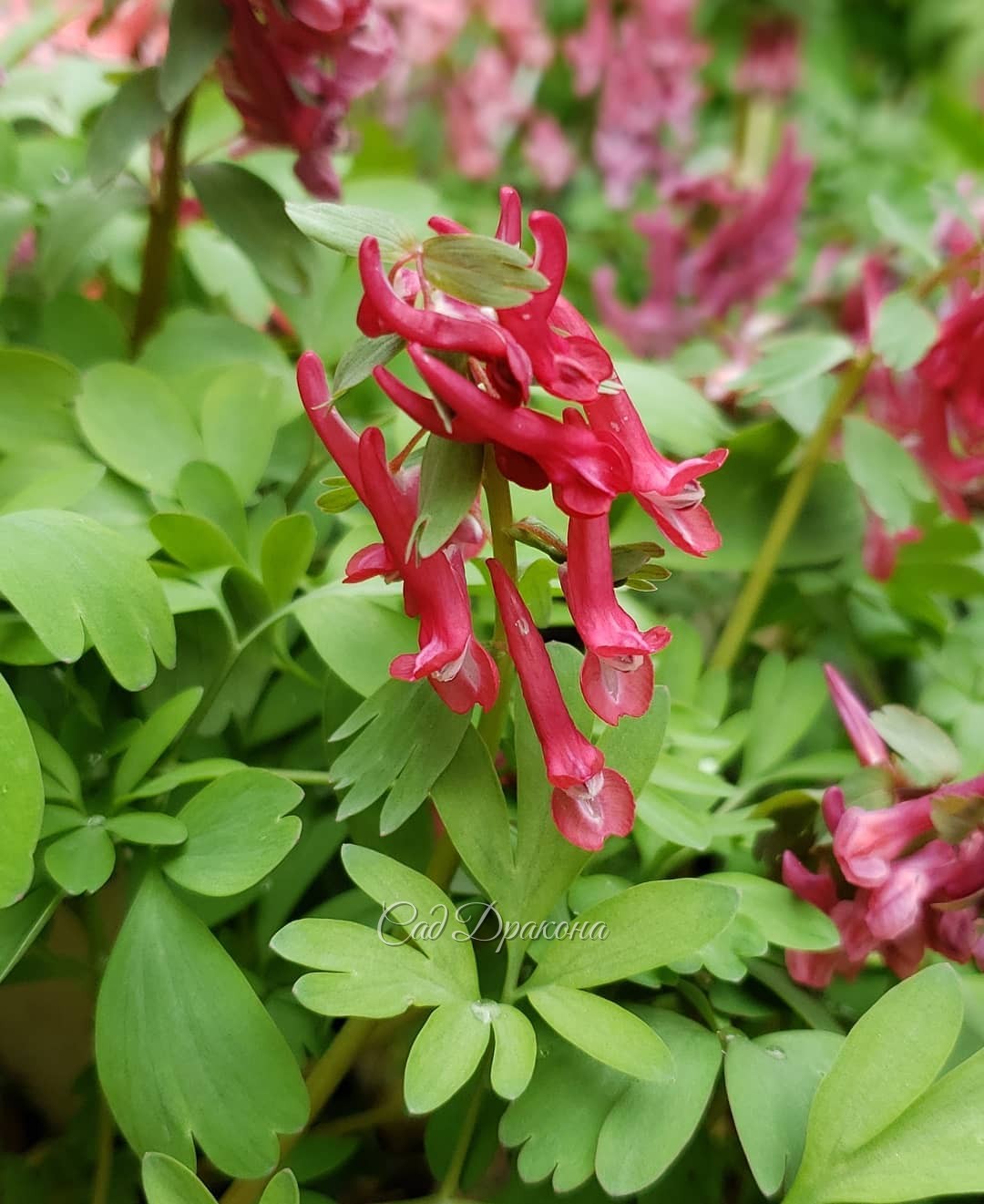 Хохлатки 🌸 🌸🌸 Их цветочки как будто танцуют 💃💃💃 Особенно на фото 3 похоже...)