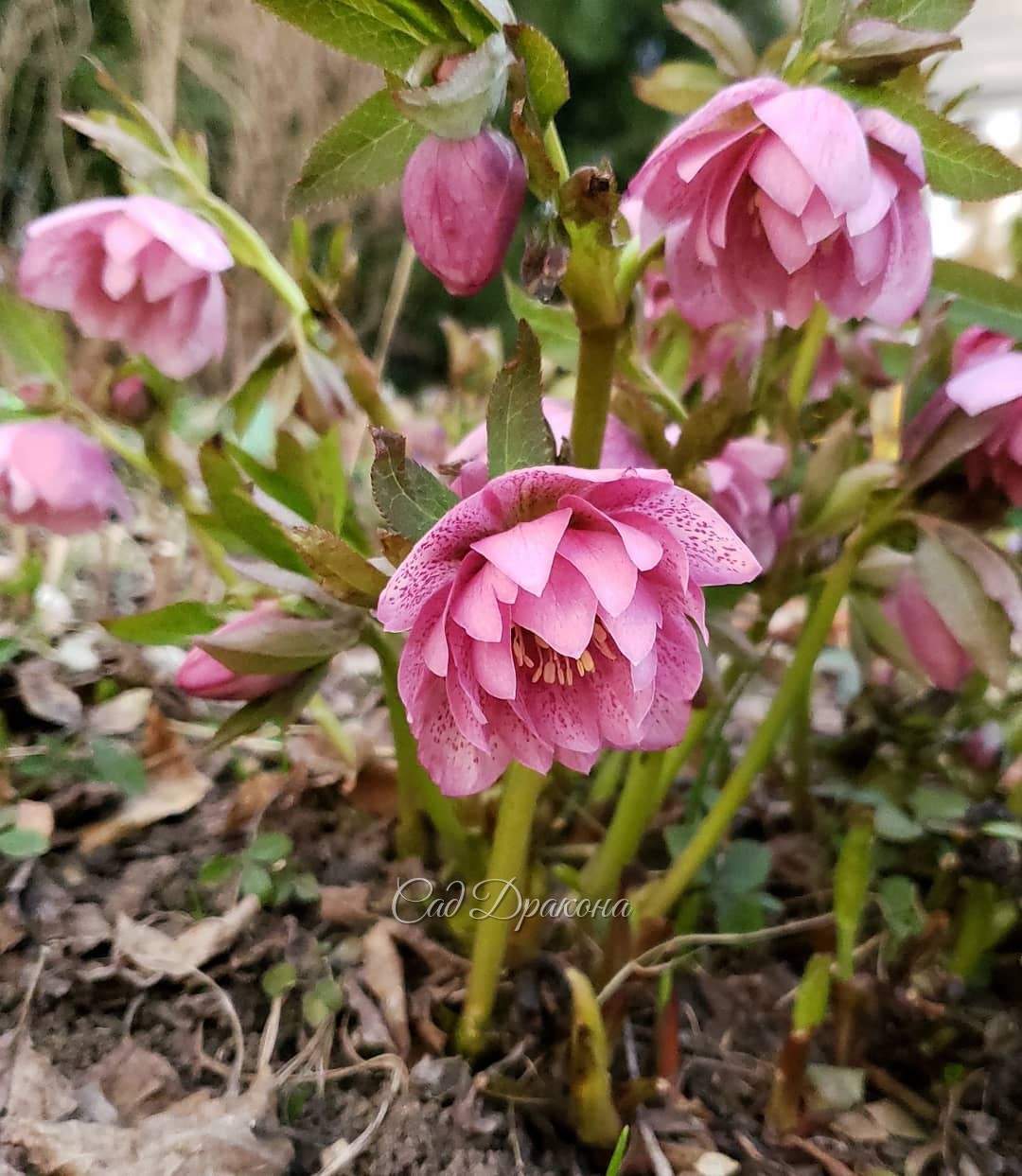 Приглашаем в майские праздники на экскурсию по нашему саду 🌸