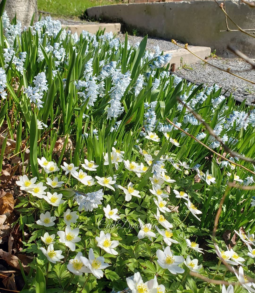 Поздравляем со Светлым праздником Пасхи! 🍀Мира и Добра! 🙏
