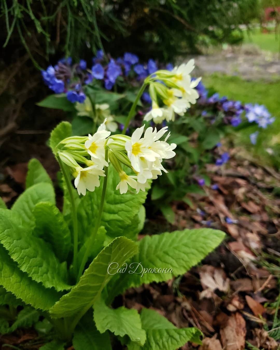 Примулы 🌼 1,2 наши родные 💛