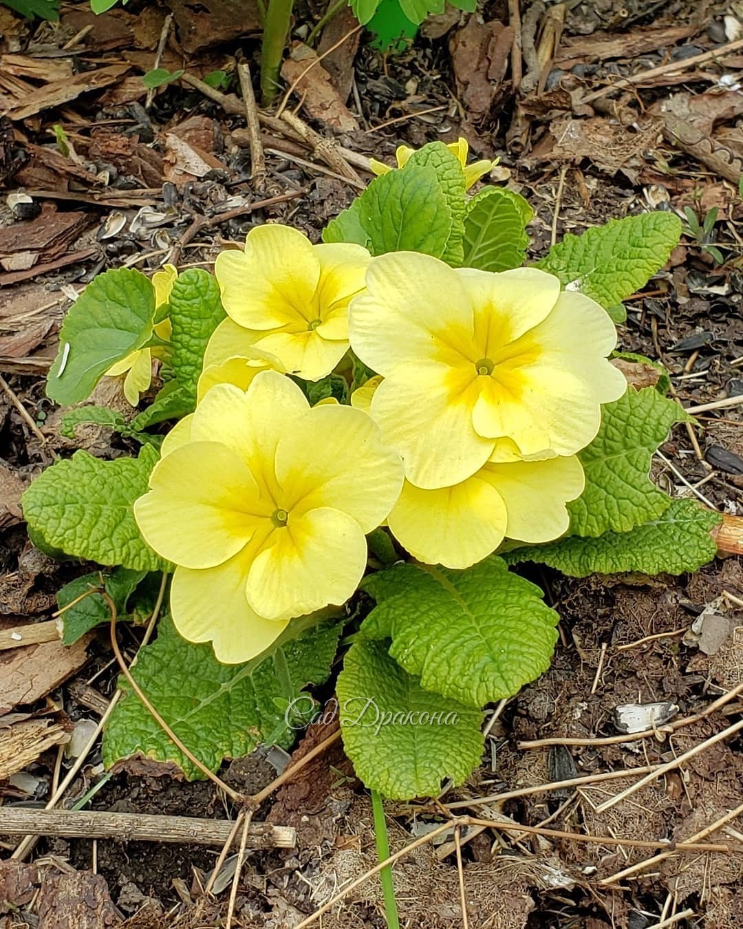 Примулы 🌼 1,2 наши родные 💛
