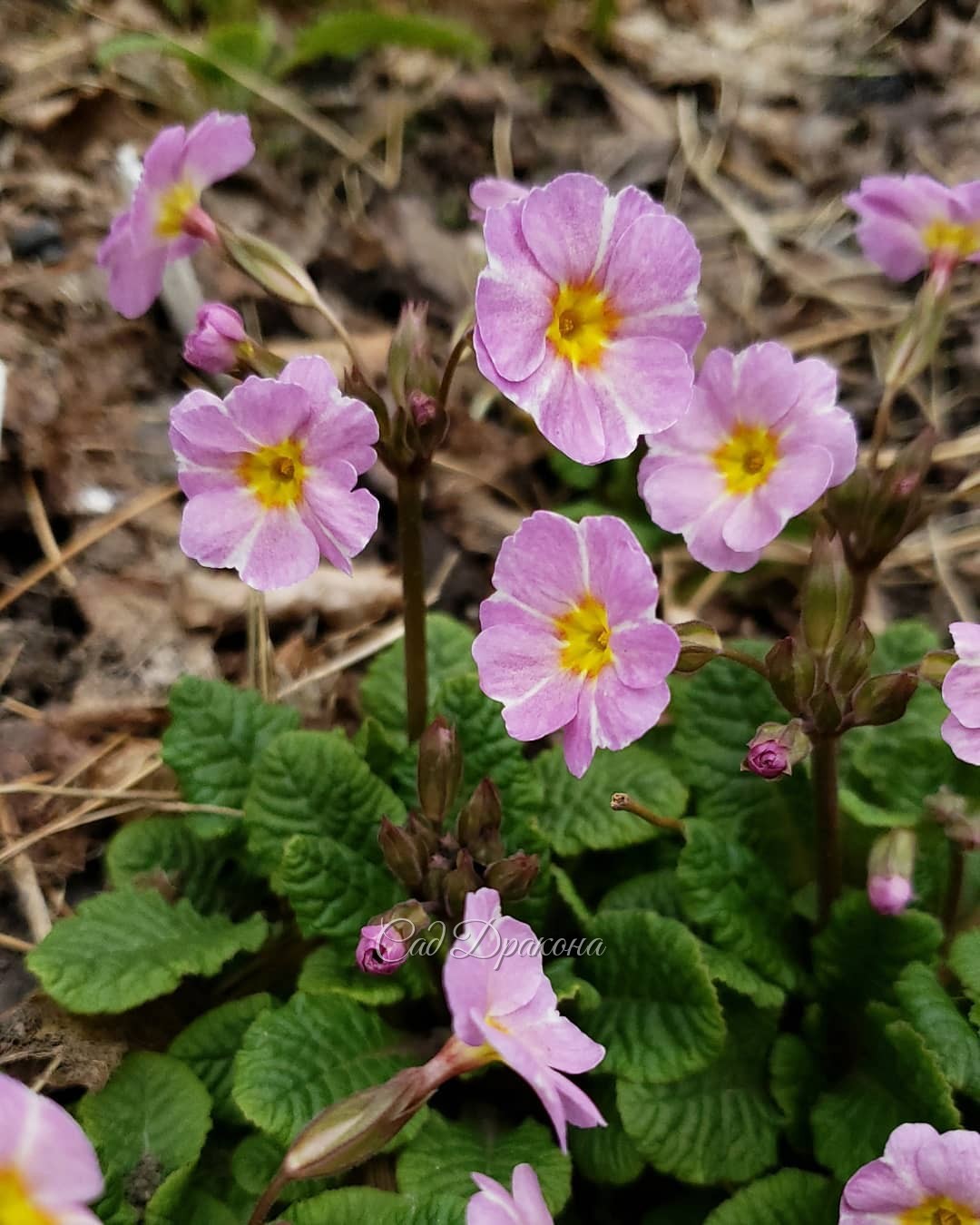 Примулы 🌼 1,2 наши родные 💛
