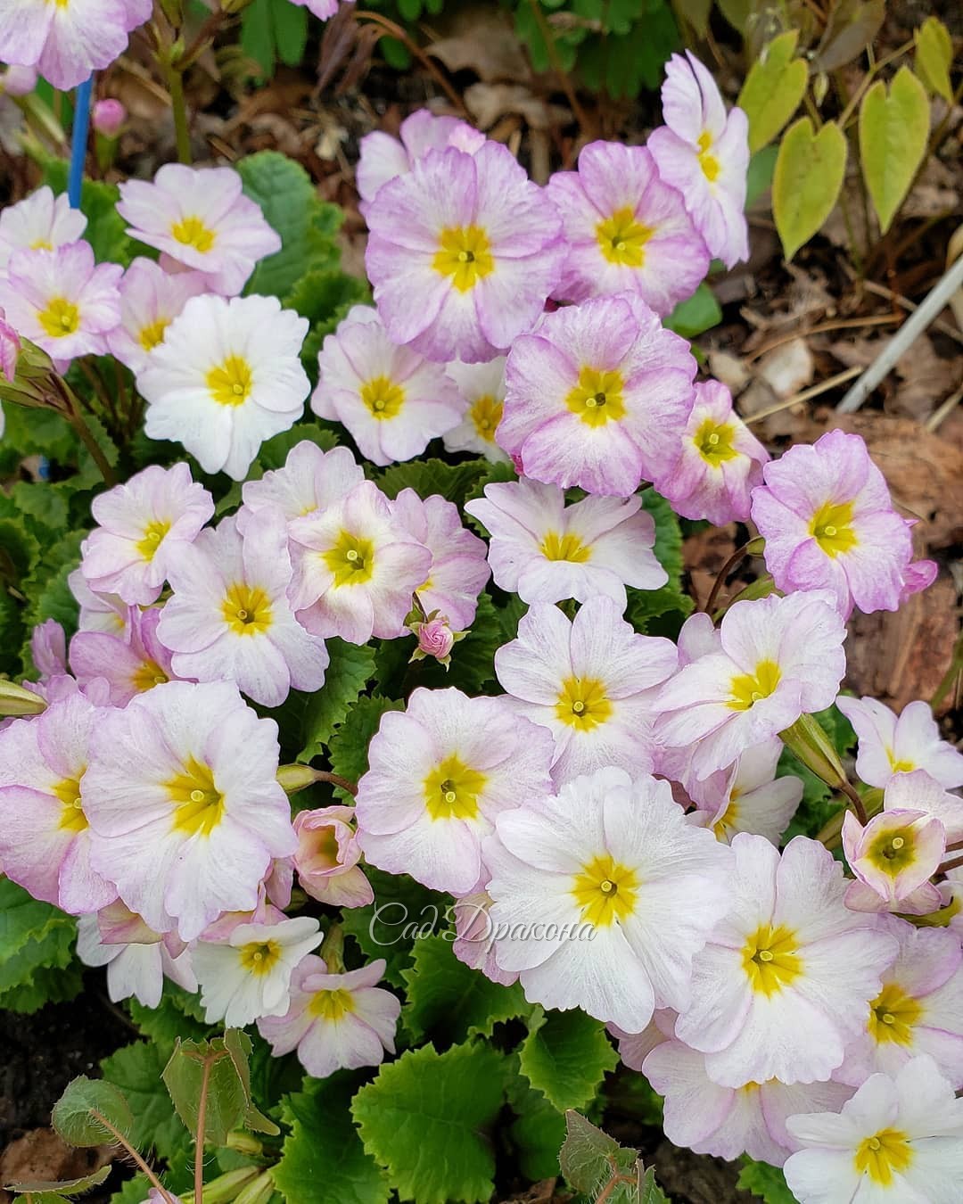 Примулы 🌼 1,2 наши родные 💛