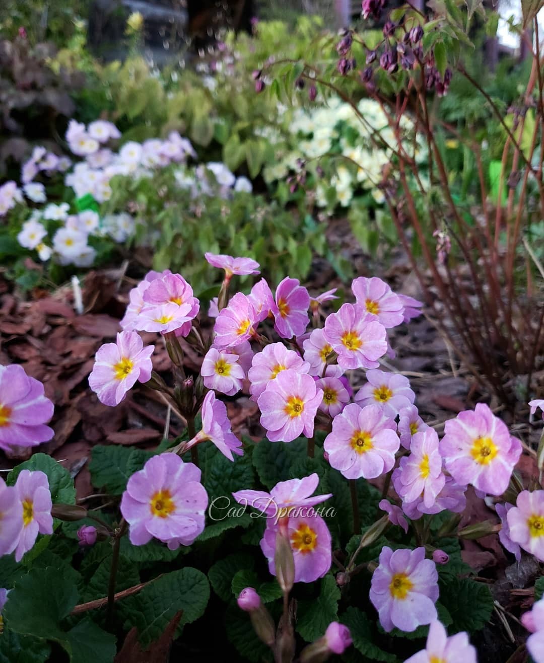 Майские цветочки 🌸☘️🌼☘️💮🐈
