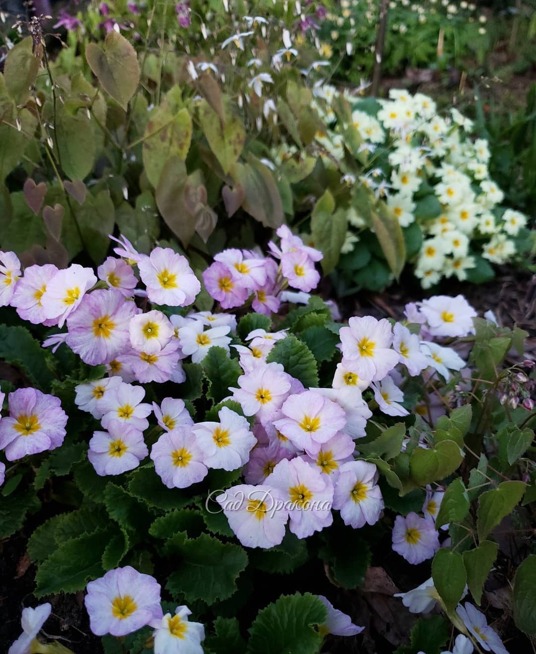 Майские цветочки 🌸☘️🌼☘️💮🐈