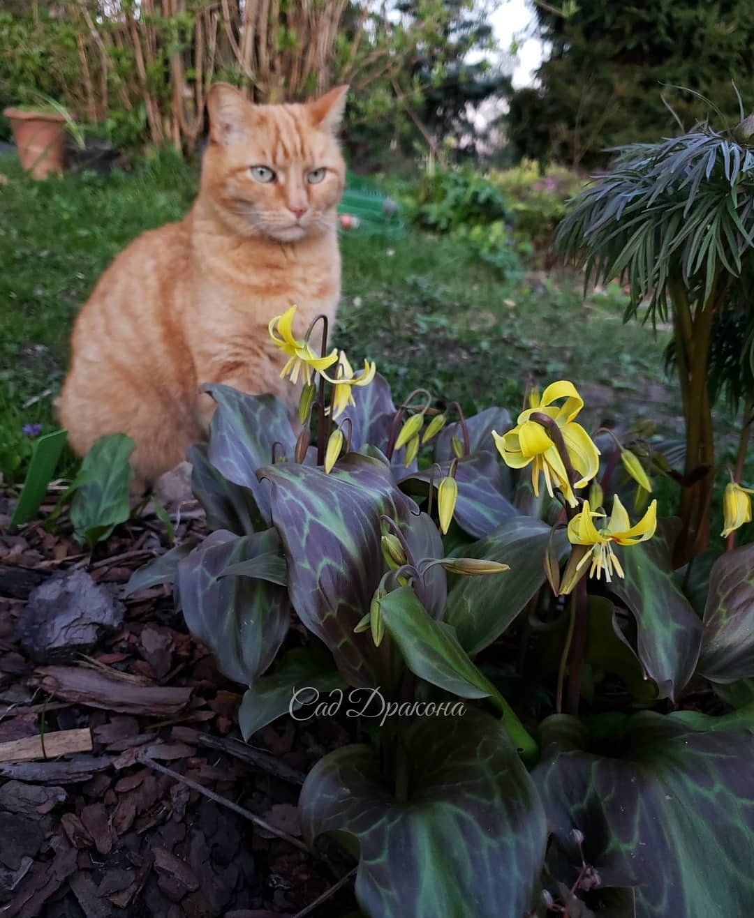 Майские цветочки 🌸☘️🌼☘️💮🐈