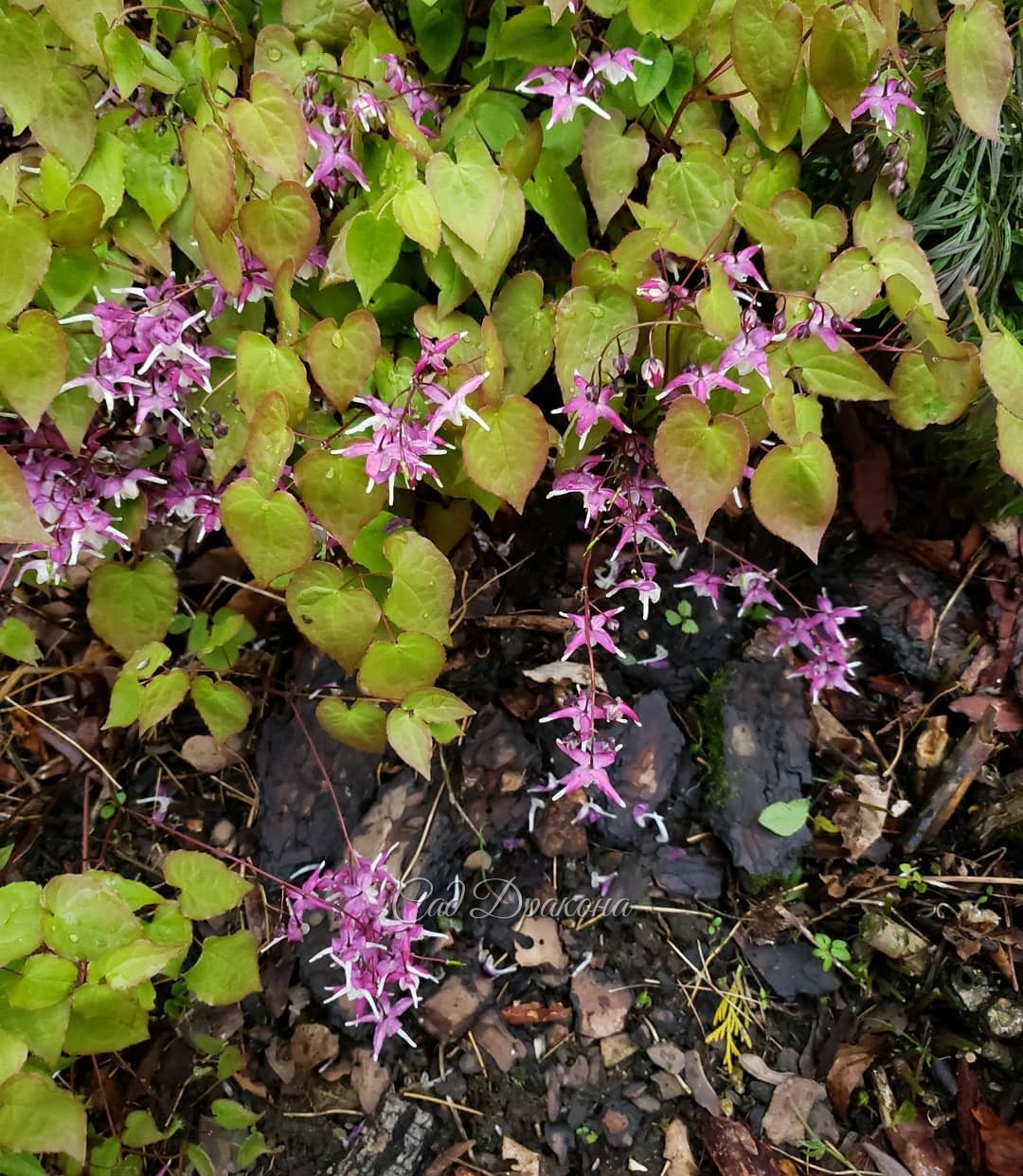 Очень хочу, чтобы вам понравились горянки! 🌸 Прелестные в саду, они не легко даются фотографу - ведь "цветок эльфов" колышет малейший ветерок! 🌸
