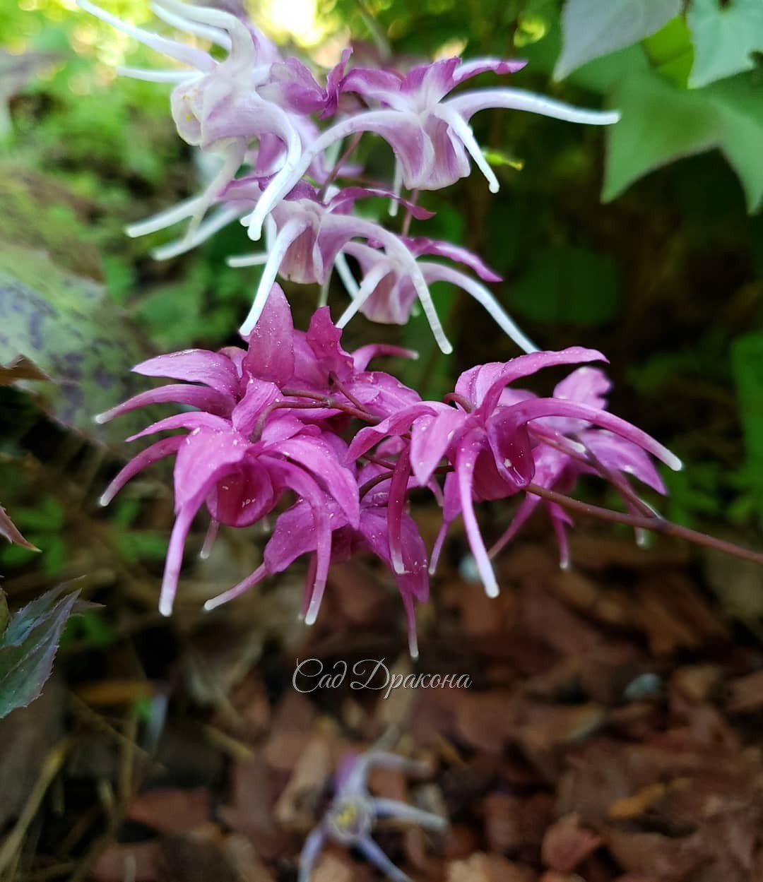 Розовые горянки 🌸 3 вида, 7 сортов, разные оттенки и формы цветков.