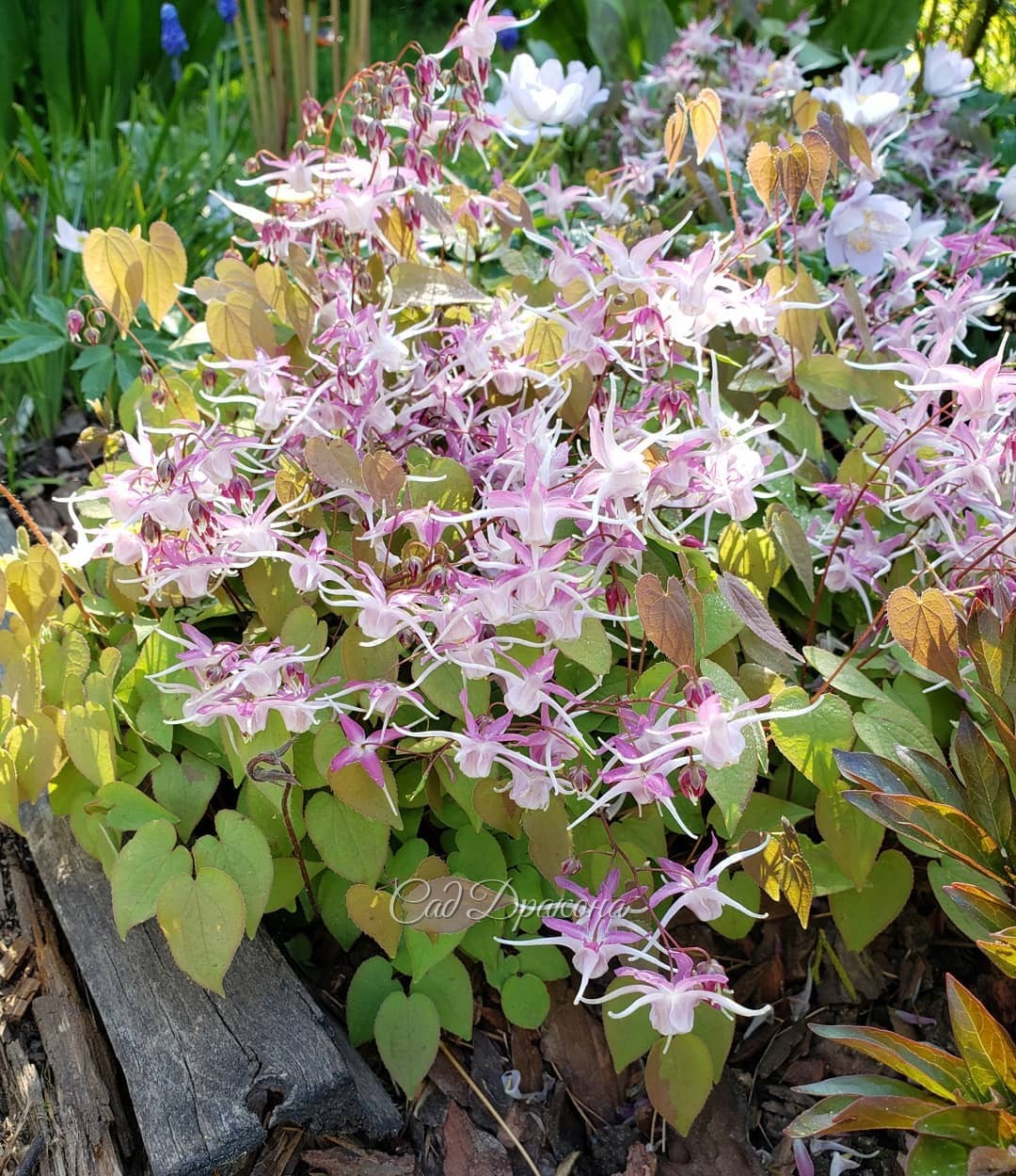 Розовые горянки 🌸 3 вида, 7 сортов, разные оттенки и формы цветков.