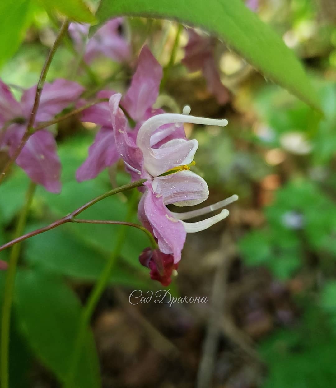 Розовые горянки 🌸 3 вида, 7 сортов, разные оттенки и формы цветков.