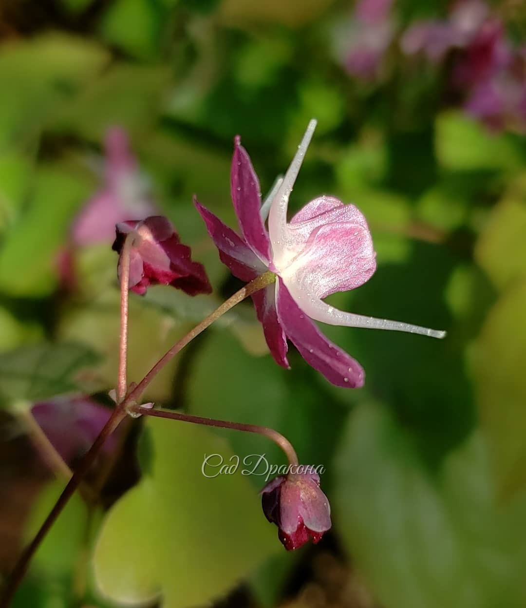 Розовые горянки 🌸 3 вида, 7 сортов, разные оттенки и формы цветков.