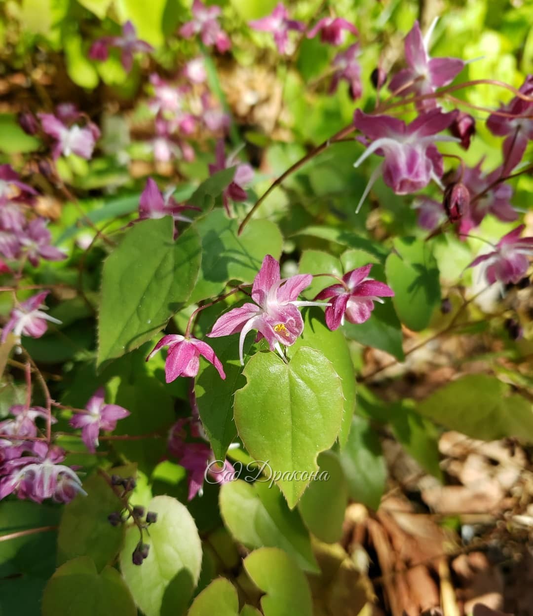 Розовые горянки 🌸 3 вида, 7 сортов, разные оттенки и формы цветков.