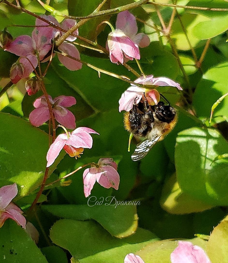 Розовые горянки 🌸 3 вида, 7 сортов, разные оттенки и формы цветков.