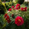 С первым пионом! 🌺