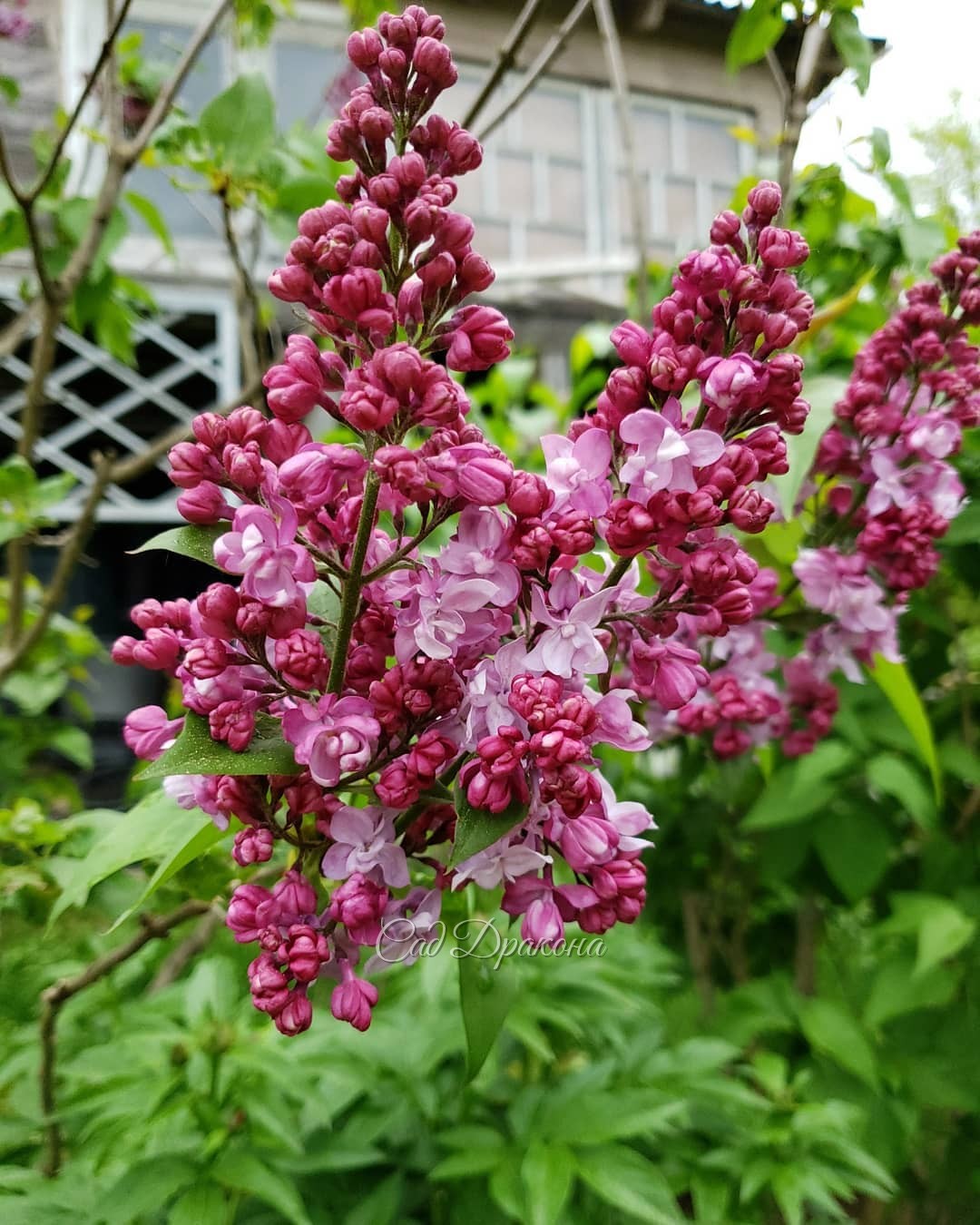 Предвкушение, начало... 🌸🌸🌸