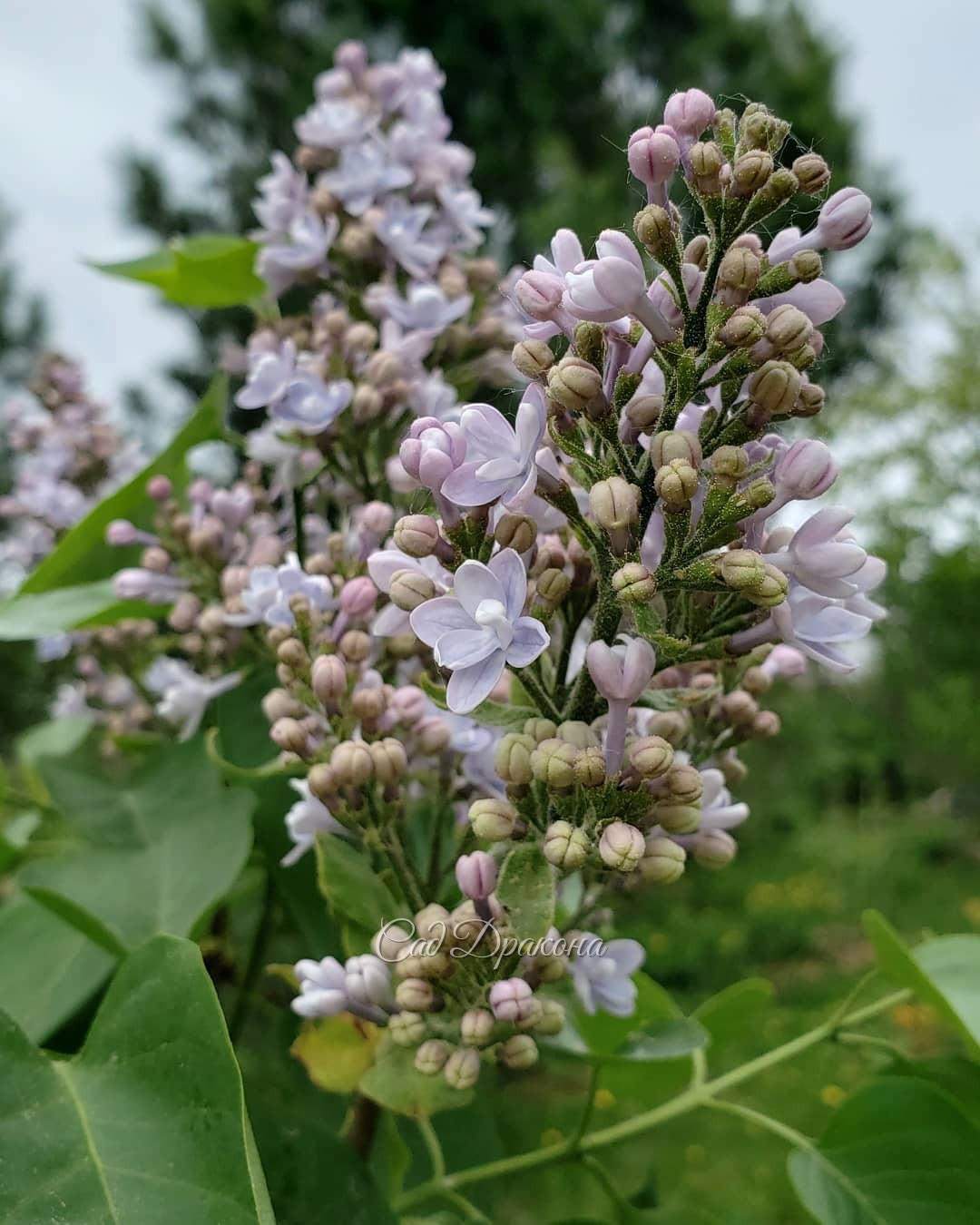 Предвкушение, начало... 🌸🌸🌸